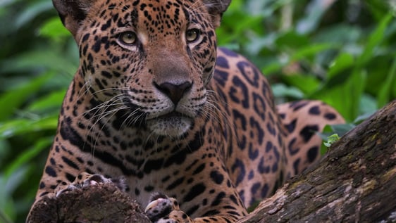 Dinamu the Jaguar is waiting for you.