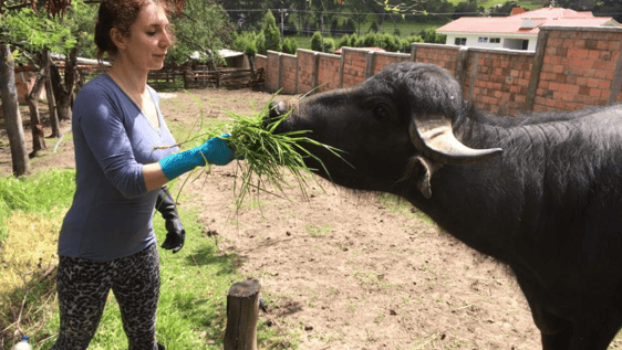feeding bull