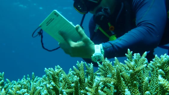 Diver monitoring the development of coral and fish communities supported by the artificial reefs.