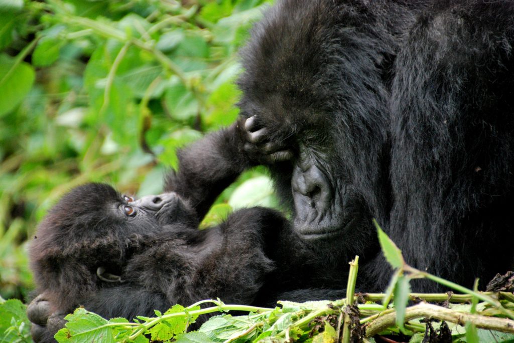 volunteer in uganda gorillas
