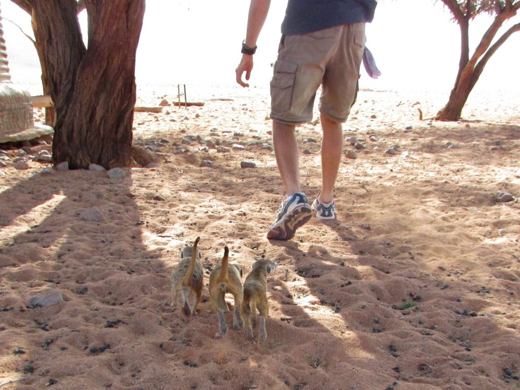 meerkats
