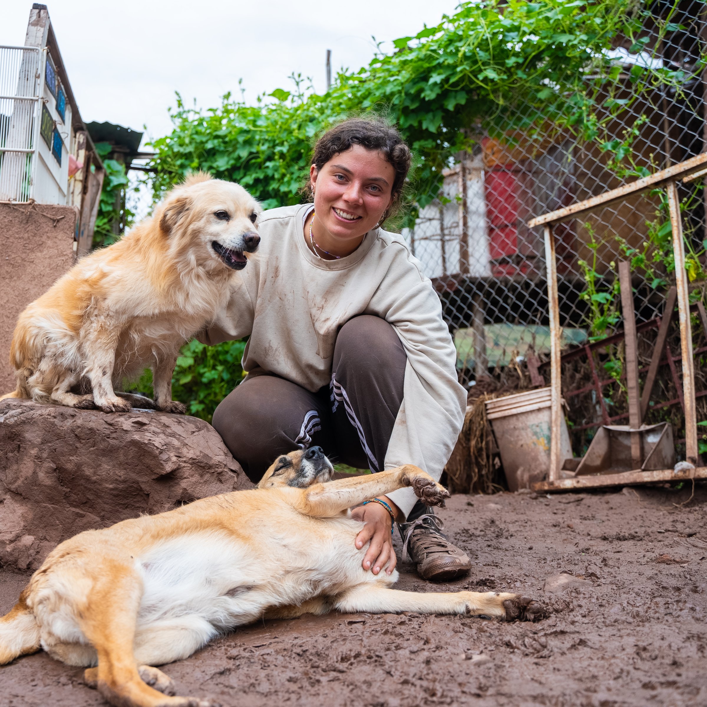 Peru Dog Rescue Volunteers | Volunteer in Peru 2026