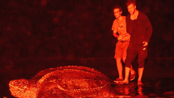 leatherback turtle going back to the sea