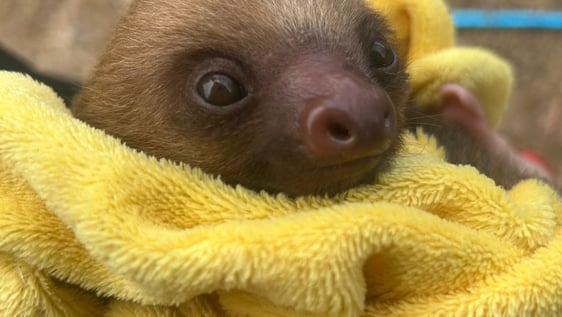 Baby Sloth