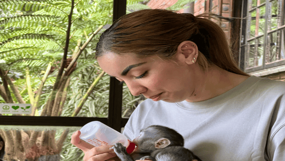 Beautiful rescued Vervet Monkey baby.