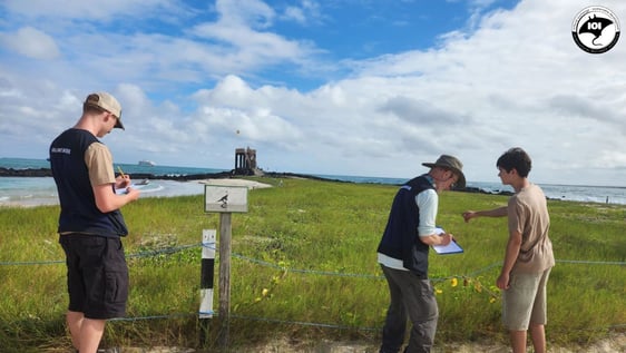 Interns collecting Marine Iguana nesting data.