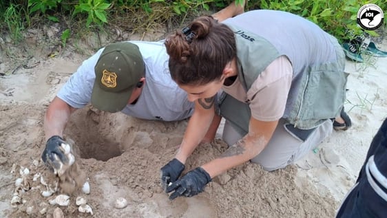 Hatched turtle nest data analysis