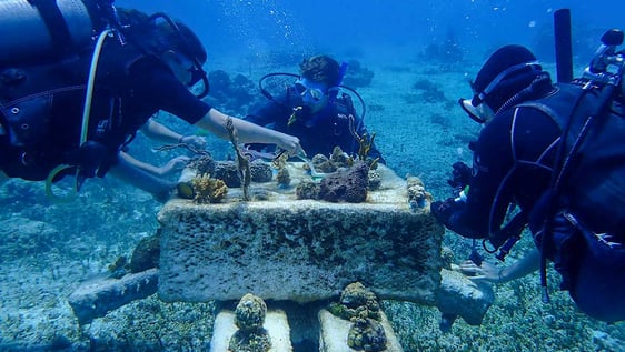 Hands-on conservation efforts under water
