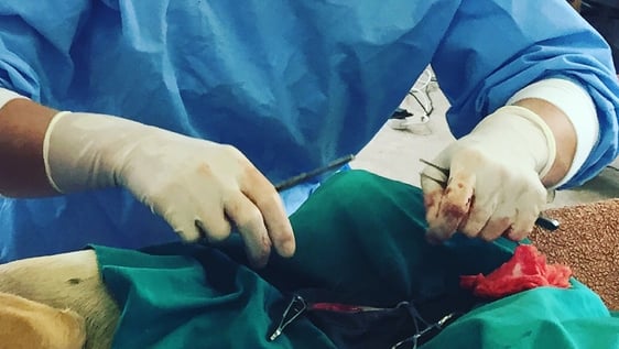 Get practical experience assisting veterinary medicine professionals