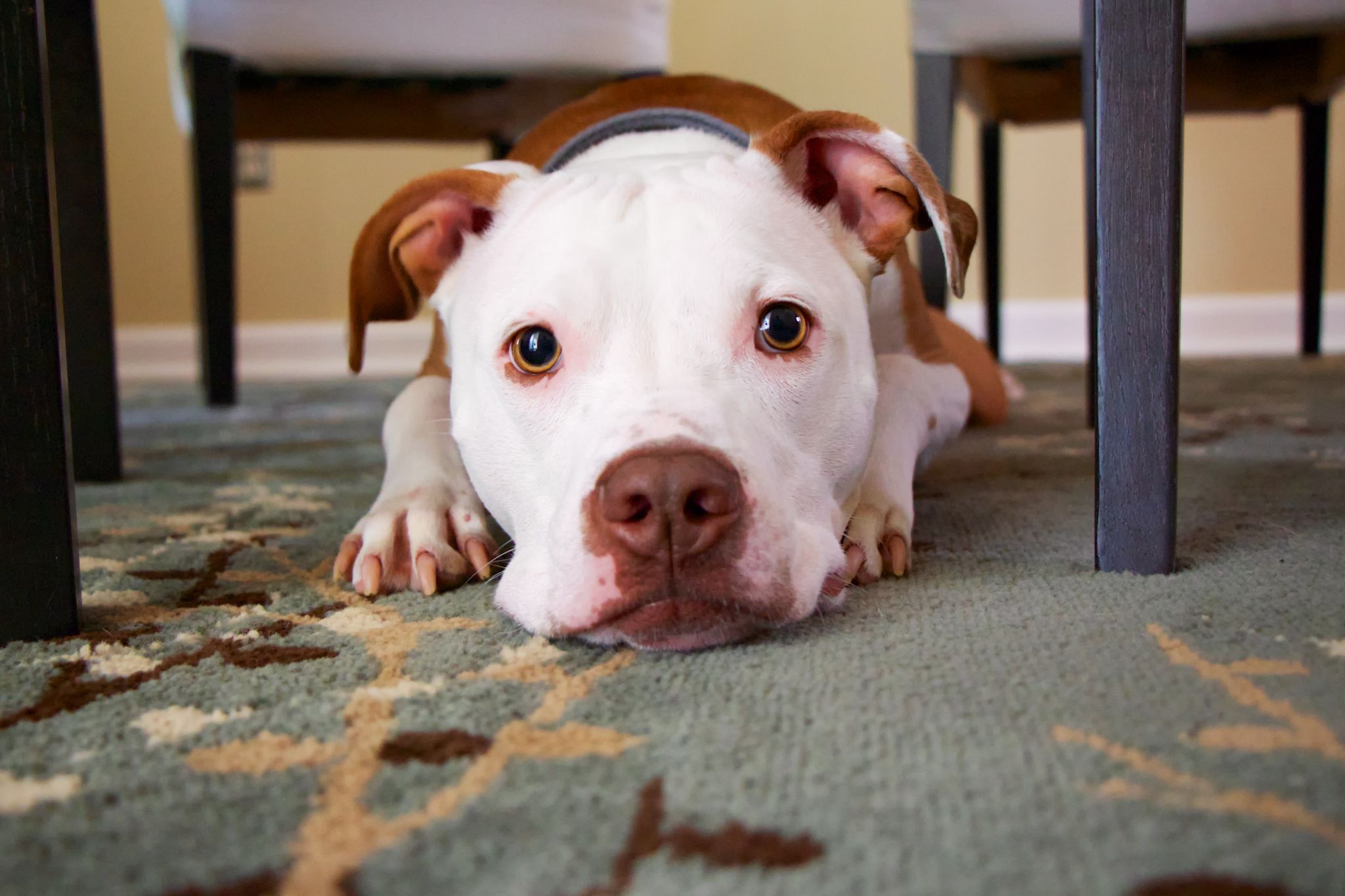 Foster an Animal