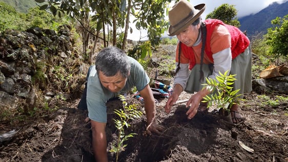 Planting a young tree as part of community ecosystem restoration efforts in the Peruvian Andes.