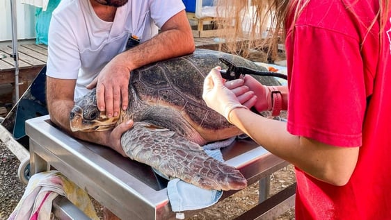Volunteers helping a turtle