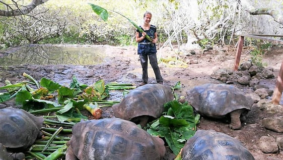 Volunteers help protect native flora and fauna of Galápagos