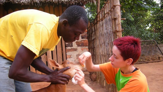 Veterinary medicine volunteer in action
