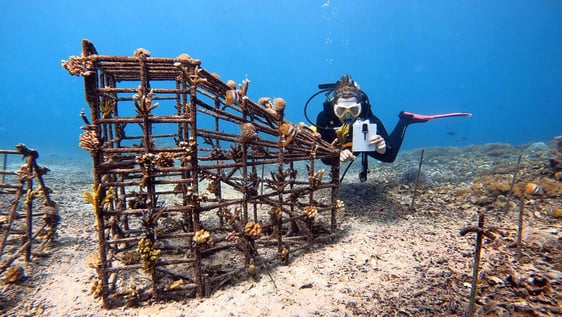 Our student is checking the corals in Nusa Lembongan