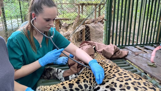 Our interns actively participate in providing veterinary care to a variety of wild animals.
