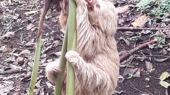 Everybody loves sloths ...