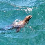 volunteer in Argentina