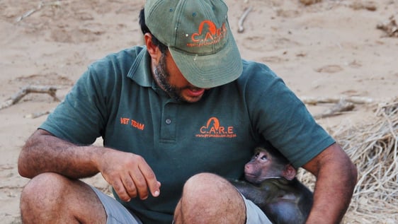 Loving Baboons back to Freedom