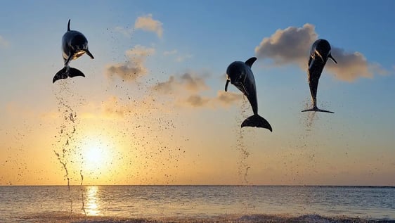 Dolphin town Lovina