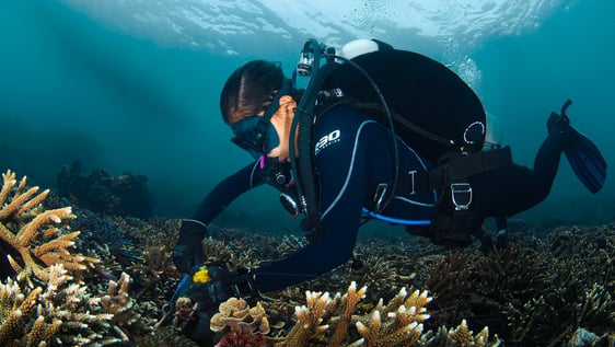 Restoration intern working on a coral structure underwater.