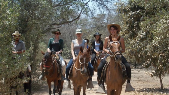 training a horse