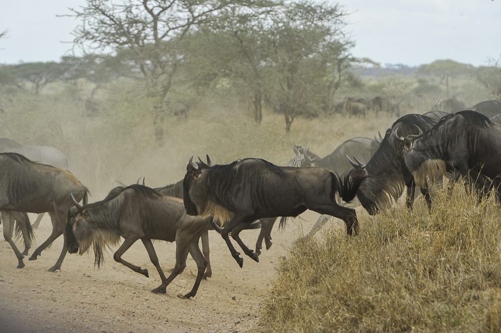 Wildebeest Migration volunteer in Tanzania