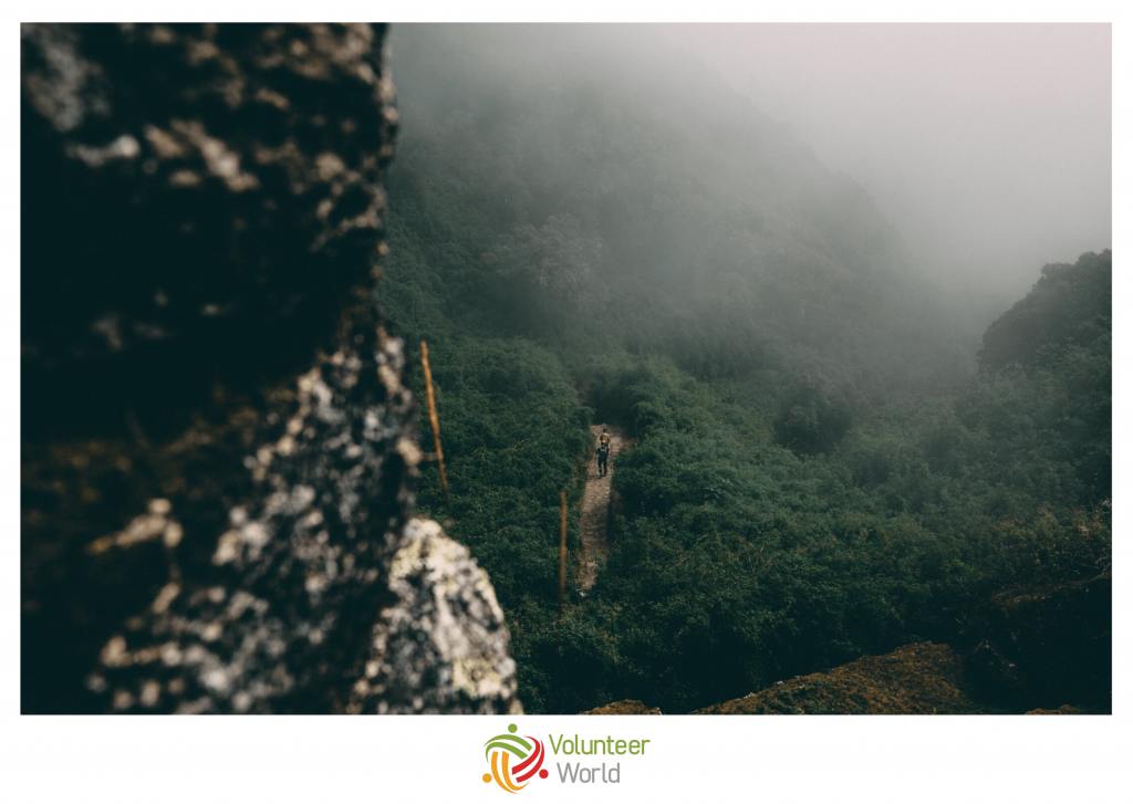 cloudy forest on the inca trail
