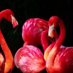 volunteer in the Dominican Republic