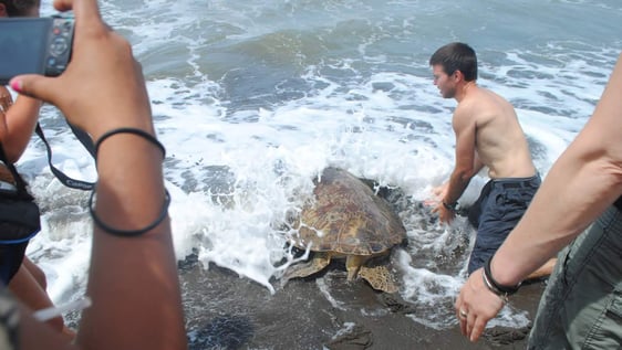 Rescue of green turtle.