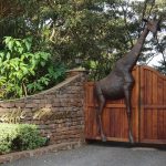giraffemanorpix
