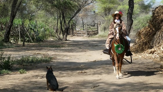 riding on typical Peruvian Paso horses