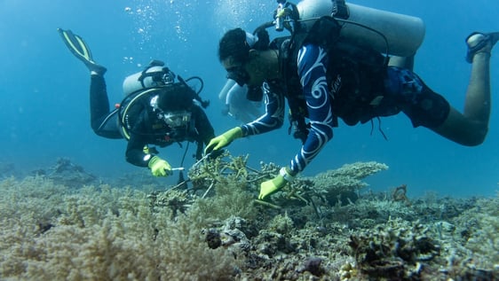 Our internship on the coral restoration site