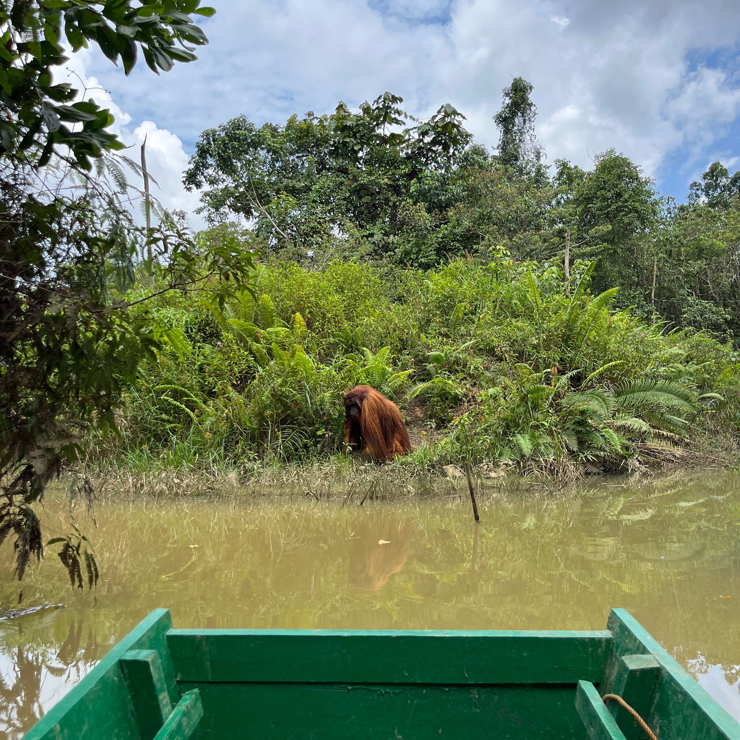Samboja Lestari Orangutan Sanctuary | Volunteer in Indonesia 2026