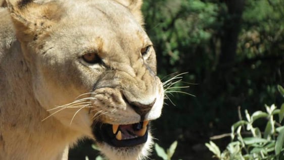 Our Majestic Lion