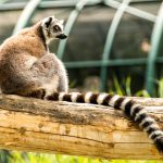 volunteer in Madagascar