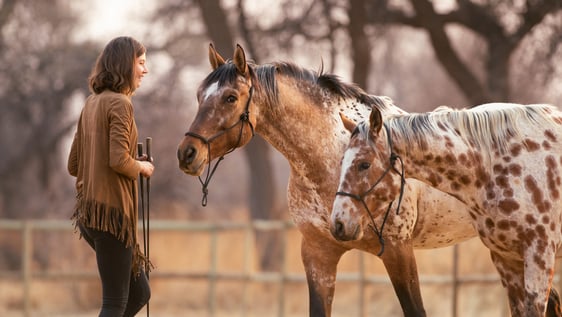 Sharpen your Horsemanship Skills & learn how to train force-free while assisting preparing young horses at stud for their life in true connection with humans.