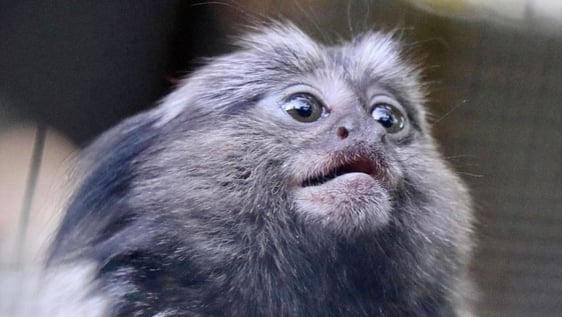 Rescued monkey