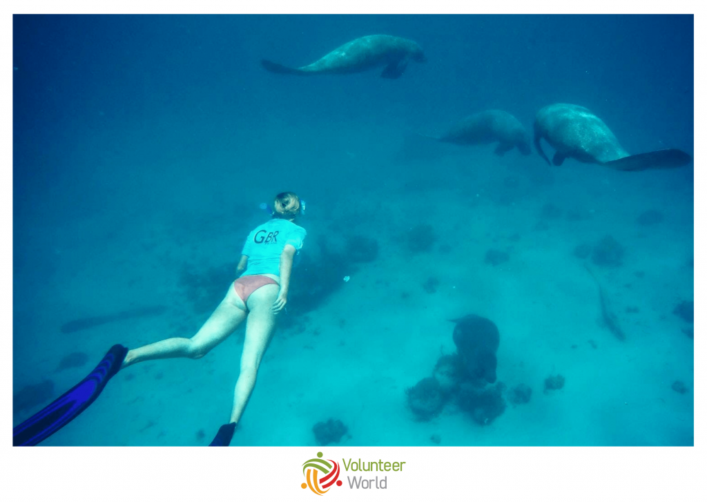 snorkel with manatees in belize