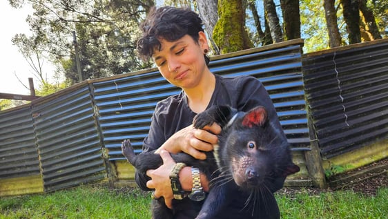Tasmanian Devils 