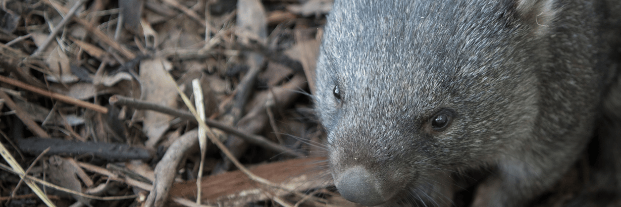 Wombat Working Volunteer with Wombats | Top Conservation Projects 2026 | Volunteer World