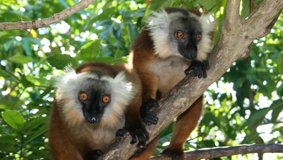Lemurs from forest surrounding our camp on Nosy Komba Island