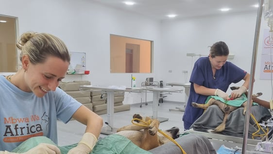 Surgery day at our Veterinary Clinic