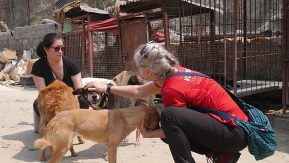 Stray dogs in Kathmandu