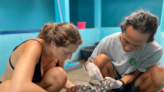holding baby turtle