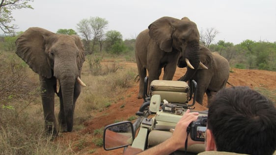 Study and volunteer with megafauna including elephants.