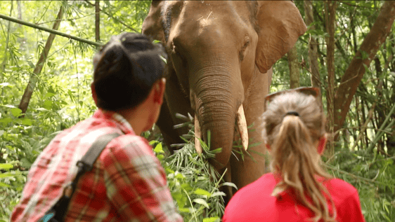 Visitors get to observe the elephant's natural behaviors.