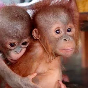 Volunteer in Indonesia | Programs, Guidance & Reviews