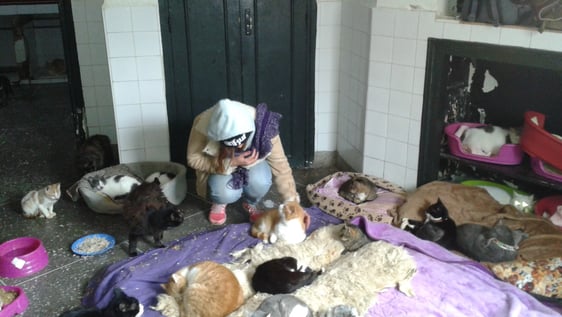 One of our student volunteers at the animal shelter keeping the cats entertained. 