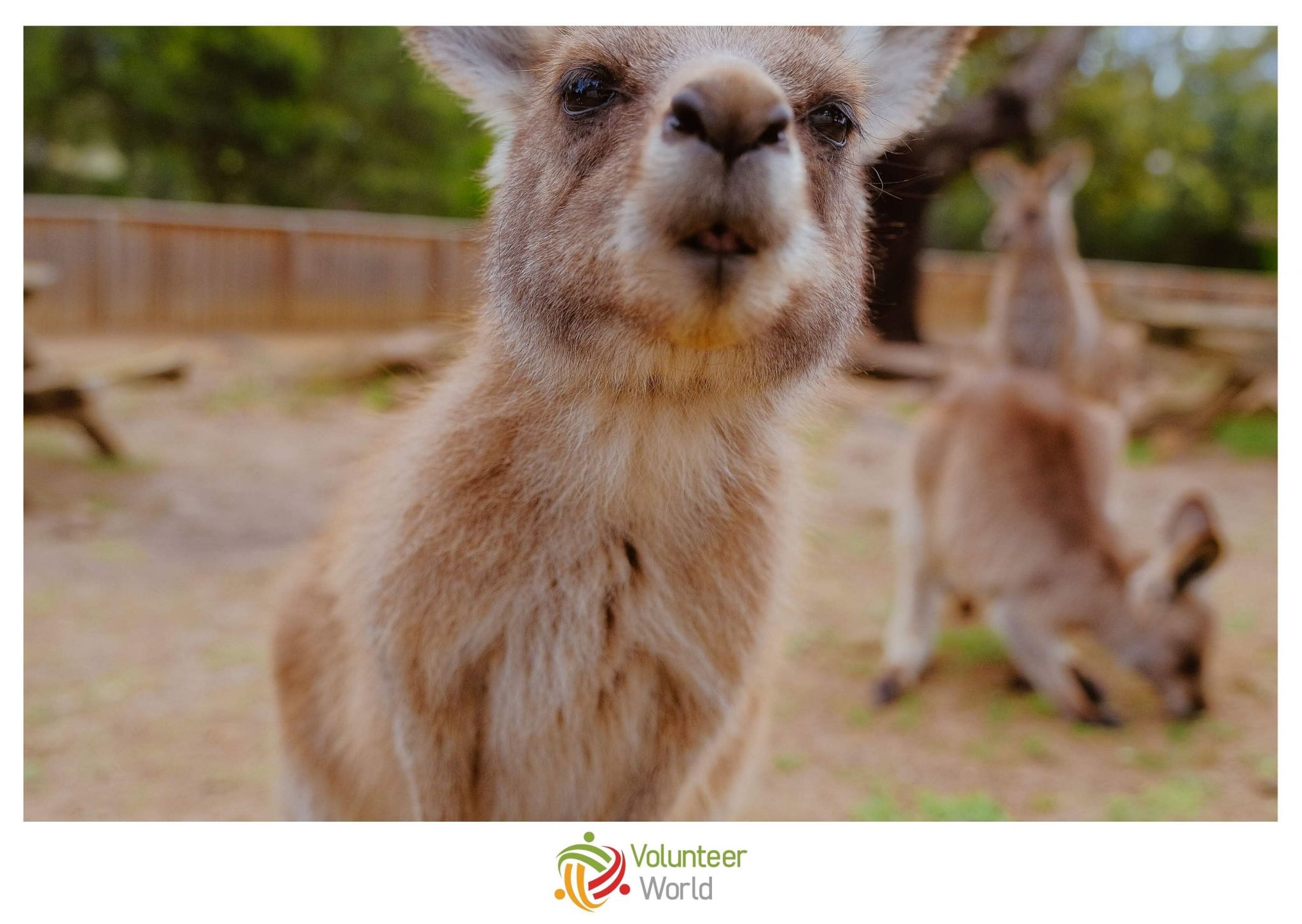 Volunteer in Australia